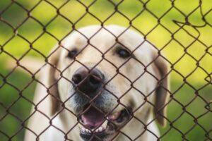 Tips for Making Your Chain Link Fence Dog-Proof