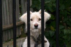 Designing Dog-Friendly Metal Fences 