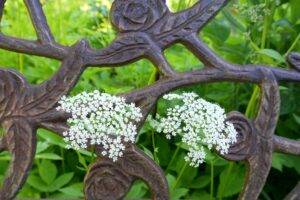 Is your older iron fence starting to rust? Here are some tips on how to remove it from your wrought iron fence. 