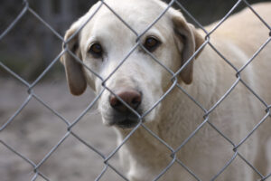 hercules custom iron Metal Fence Kennel for Your Dog 